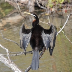 Anhinga novaehollandiae (Australasian Darter) at Fyshwick, ACT - 17 May 2020 by Tim L