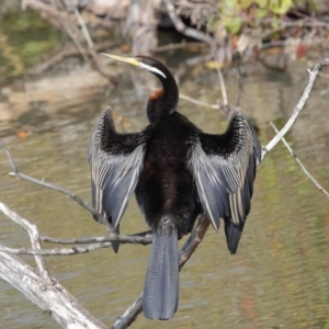 Anhinga novaehollandiae at Fyshwick, ACT - 17 May 2020 12:22 PM