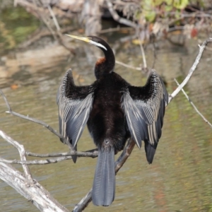 Anhinga novaehollandiae at Fyshwick, ACT - 17 May 2020