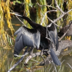 Anhinga novaehollandiae at Fyshwick, ACT - 17 May 2020