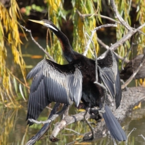 Anhinga novaehollandiae at Fyshwick, ACT - 17 May 2020