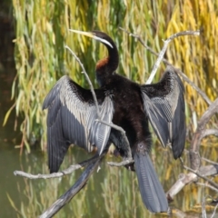 Anhinga novaehollandiae at Fyshwick, ACT - 17 May 2020 12:22 PM