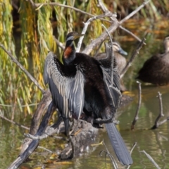 Anhinga novaehollandiae at Fyshwick, ACT - 17 May 2020 12:22 PM