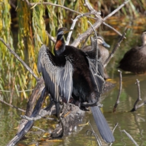 Anhinga novaehollandiae at Fyshwick, ACT - 17 May 2020 12:22 PM