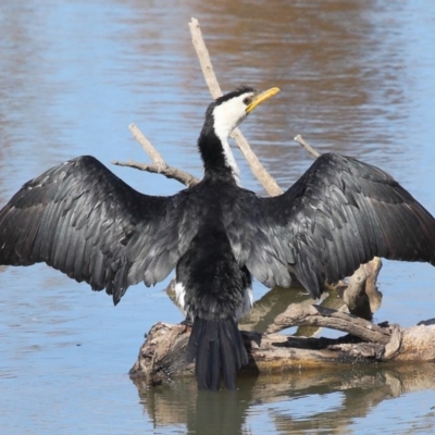 Microcarbo melanoleucos (Little Pied Cormorant) at Fyshwick, ACT - 17 May 2020 by TimL