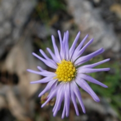 Brachyscome rigidula (Hairy Cut-leaf Daisy) at Googong, NSW - 19 May 2020 by Wandiyali