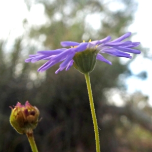 Brachyscome rigidula at Googong, NSW - 19 May 2020