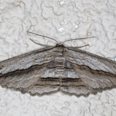 Euphronarcha luxaria (Striated Bark Moth) at Ainslie, ACT - 19 May 2020 by jbromilow50