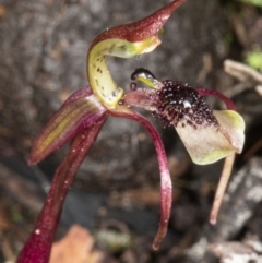 Chiloglottis seminuda (Turtle Orchid) by DerekC