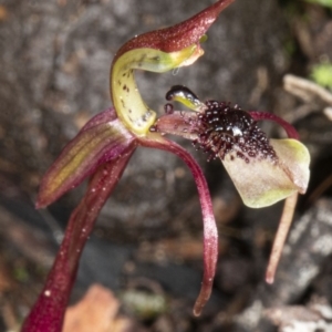 Chiloglottis seminuda at suppressed - suppressed