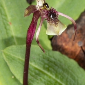 Chiloglottis seminuda at suppressed - 19 May 2020