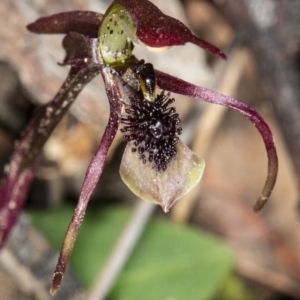 Chiloglottis seminuda at suppressed - 19 May 2020