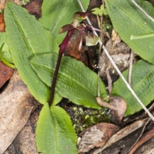 Chiloglottis seminuda at suppressed - suppressed