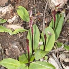 Chiloglottis seminuda at suppressed - suppressed