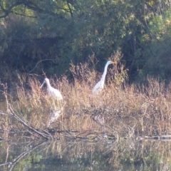 Platalea flavipes (Yellow-billed Spoonbill) at Bega, NSW - 20 May 2020 by MatthewHiggins