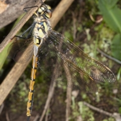 Hemicordulia tau (Tau Emerald) at Acton, ACT - 19 May 2020 by DerekC