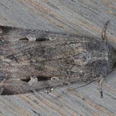 Agrotis infusa (Bogong Moth, Common Cutworm) at Ainslie, ACT - 19 May 2020 by jbromilow50