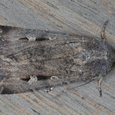 Agrotis infusa (Bogong Moth, Common Cutworm) at Ainslie, ACT - 19 May 2020 by jb2602