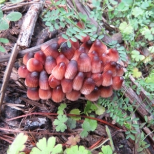 Mycena kuurkacea at Molonglo Valley, ACT - 20 May 2020