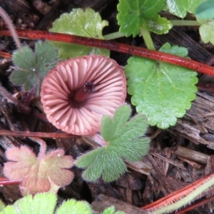 Mycena kuurkacea at Molonglo Valley, ACT - 20 May 2020