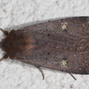 Diarsia intermixta at Ainslie, ACT - 19 May 2020