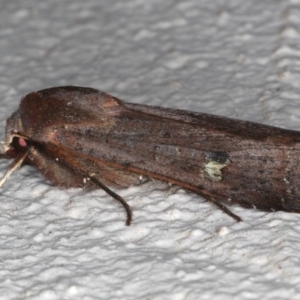 Diarsia intermixta at Ainslie, ACT - 19 May 2020