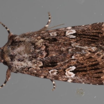 Ectopatria horologa (Nodding Saltbush Moth) at Ainslie, ACT - 19 May 2020 by jbromilow50
