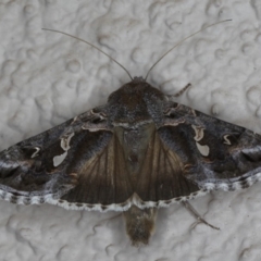 Chrysodeixis argentifera (Tobacco Looper) at Ainslie, ACT - 19 May 2020 by jb2602