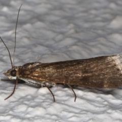 Achyra affinitalis (Cotton Web Spinner) at Ainslie, ACT - 18 May 2020 by jb2602