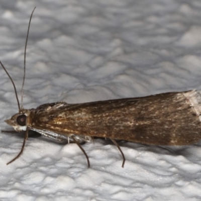 Achyra affinitalis (Cotton Web Spinner) at Ainslie, ACT - 18 May 2020 by jb2602