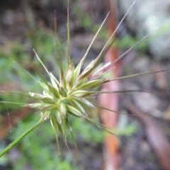 Echinopogon sp. (Hedgehog Grass) at Bolaro, NSW - 12 May 2020 by DavidMcKay