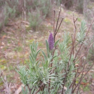 Lavandula stoechas at Stromlo, ACT - 20 May 2020