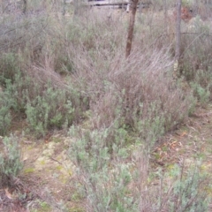 Lavandula stoechas at Stromlo, ACT - 20 May 2020