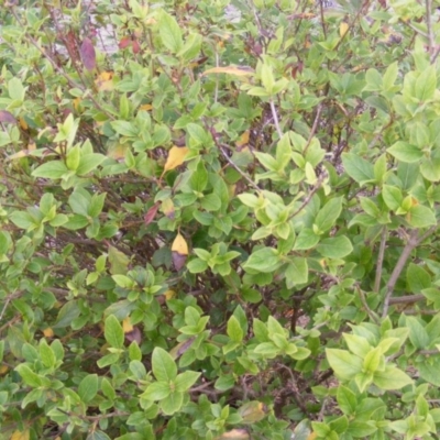 Viburnum tinus (Laurustinus) at Stromlo, ACT - 19 May 2020 by MichaelMulvaney