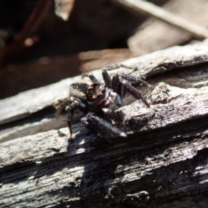 Jotus auripes at Dunlop, ACT - 15 May 2020 01:20 PM