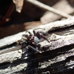 Jotus auripes at Dunlop, ACT - 15 May 2020 01:20 PM