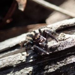 Jotus auripes at Dunlop, ACT - 15 May 2020 01:20 PM