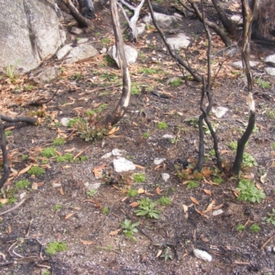 Eucalyptus pauciflora subsp. debeuzevillei (A Snow Gum) at Cotter River, ACT - 19 May 2020 by MichaelMulvaney