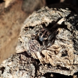 Maratus calcitrans at Dunlop, ACT - 15 May 2020