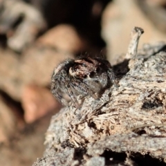 Maratus calcitrans at Dunlop, ACT - 15 May 2020