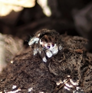 Maratus calcitrans at Dunlop, ACT - 15 May 2020