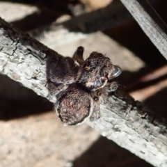 Maratus calcitrans (Kicking peacock spider) at Dunlop, ACT - 19 May 2020 by CathB