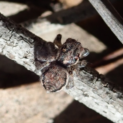 Maratus calcitrans (Kicking peacock spider) at Dunlop, ACT - 19 May 2020 by CathB