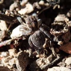 Maratus calcitrans at Point 4372 - suppressed