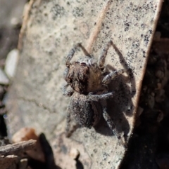 Maratus calcitrans at Point 4372 - suppressed