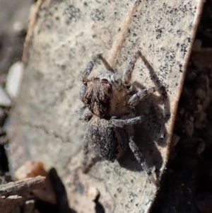 Maratus calcitrans at Undefined Area - suppressed