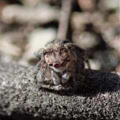 Maratus calcitrans at Undefined Area - suppressed