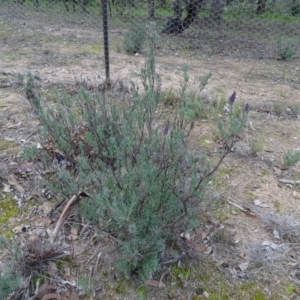 Lavandula stoechas at Isaacs Ridge - 19 May 2020