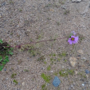 Cosmos bipinnatus at Jerrabomberra, ACT - 19 May 2020