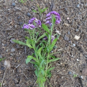 Lobularia maritima at Jerrabomberra, ACT - 19 May 2020